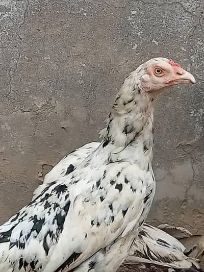 2 Aseel Desi cross Murghiyan Andon pe Bethney wali for Sale