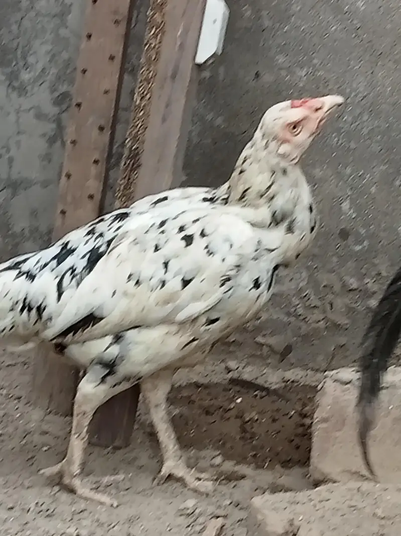 2 Aseel Desi cross Murghiyan Andon pe Bethney wali for Sale — photo 2