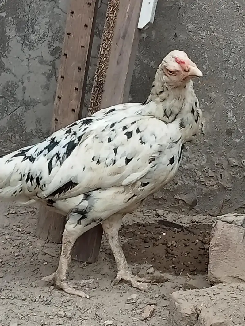 2 Aseel Desi cross Murghiyan Andon pe Bethney wali for Sale — photo 3