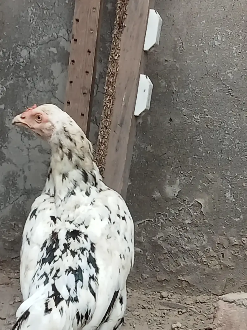 2 Aseel Desi cross Murghiyan Andon pe Bethney wali for Sale — photo 4
