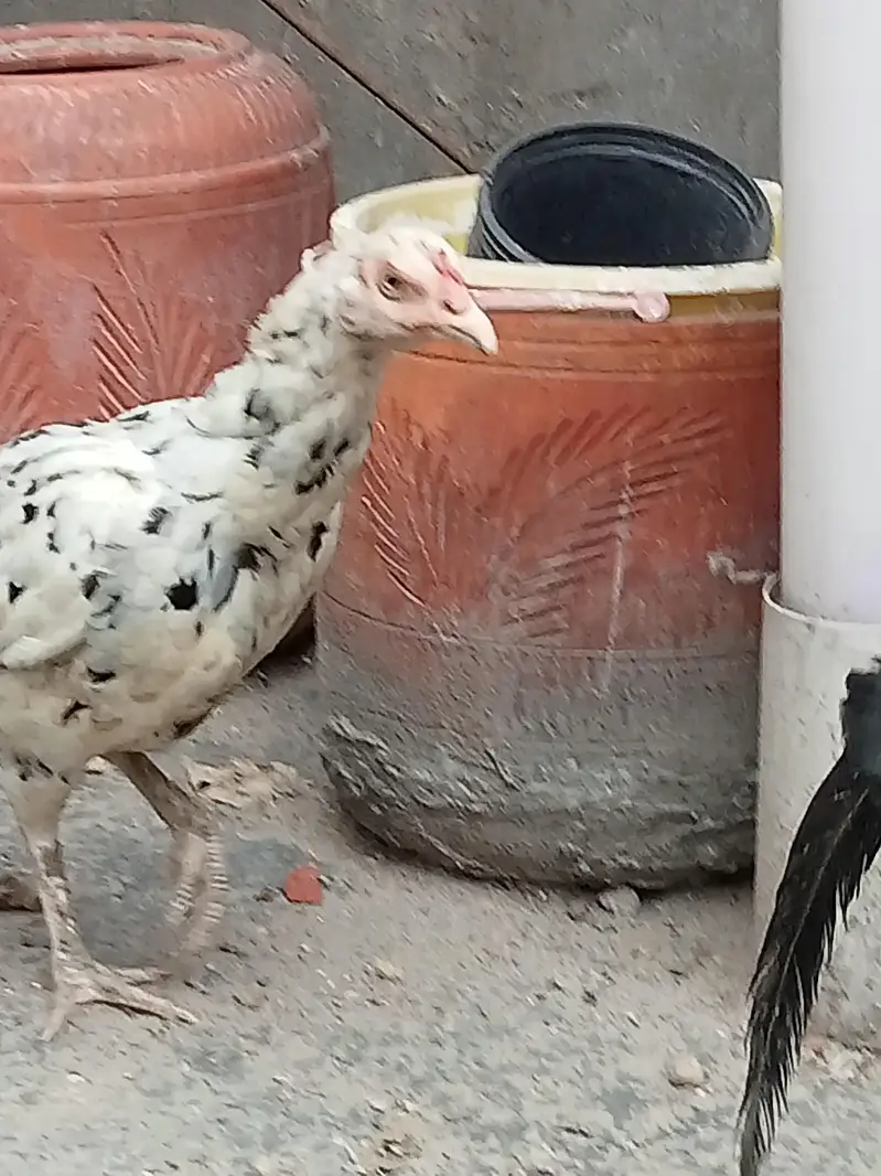 2 Aseel Desi cross Murghiyan Andon pe Bethney wali for Sale — photo 5