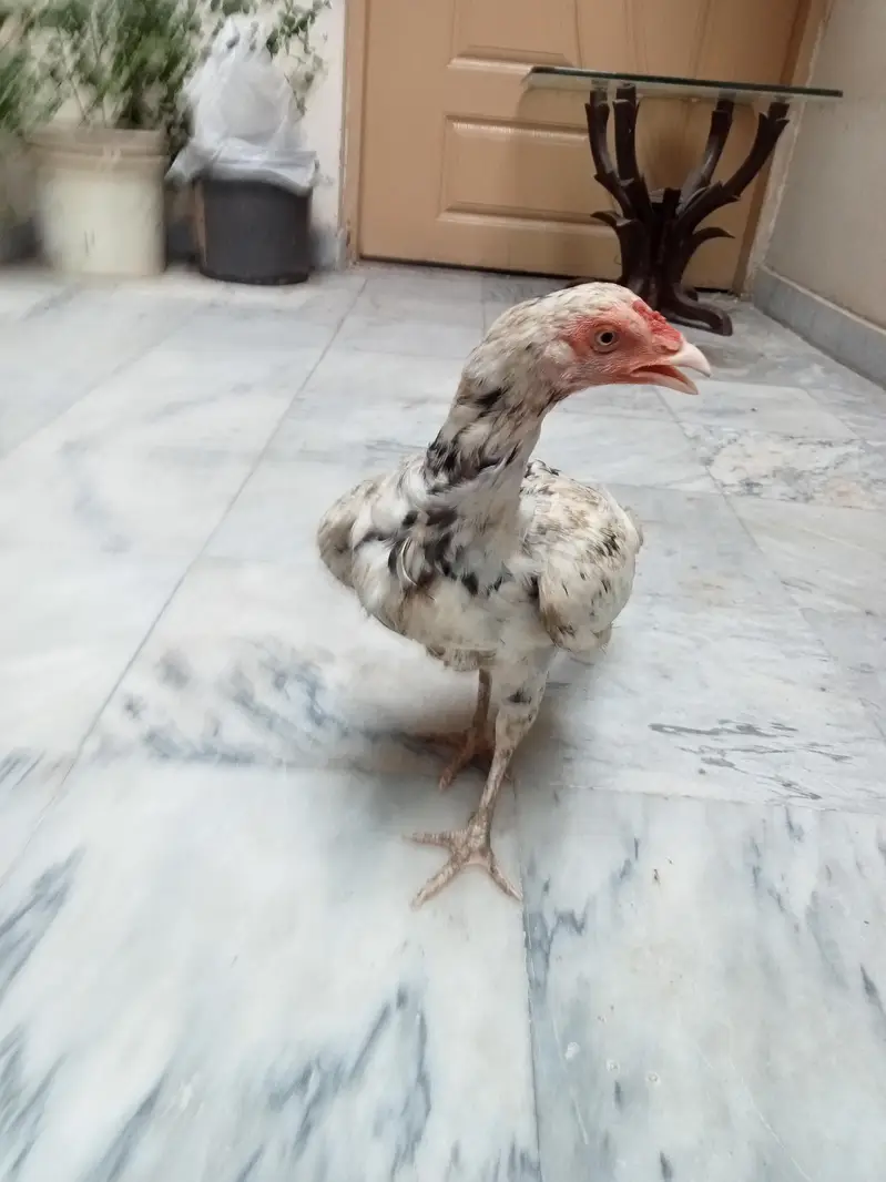 2 Aseel Desi cross Murghiyan Andon pe Bethney wali for Sale — photo 6