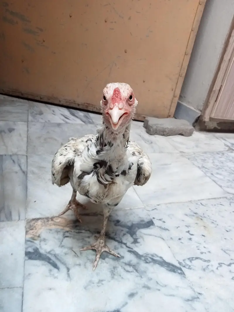 2 Aseel Desi cross Murghiyan Andon pe Bethney wali for Sale — photo 7