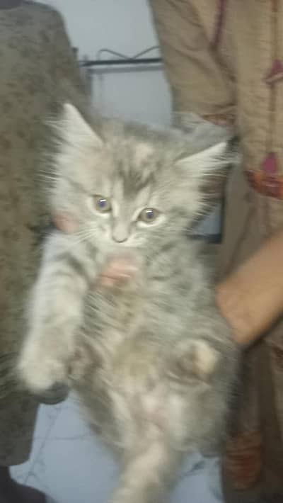 Cute 2 Months Old Kitten for Sale