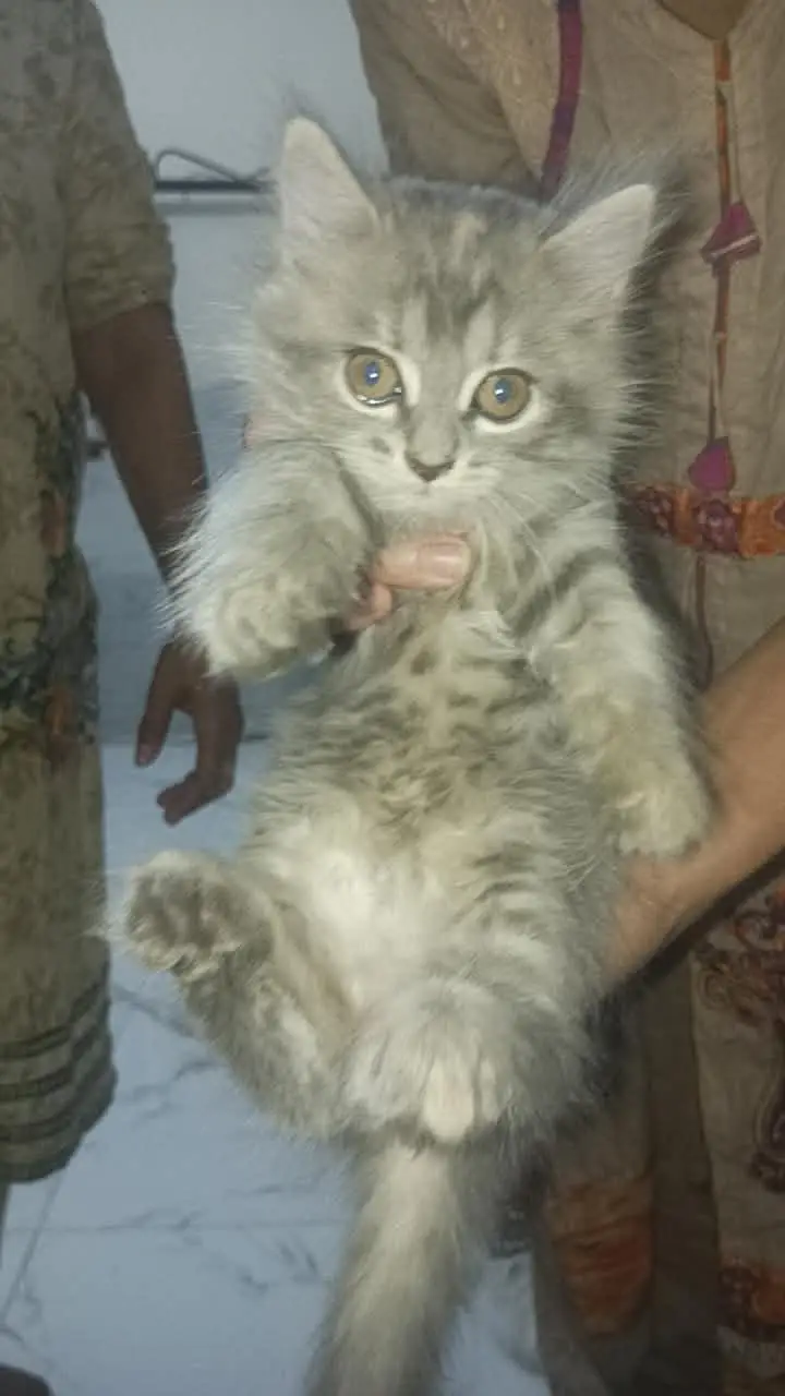 Cute 2 Months Old Kitten for Sale — photo 2
