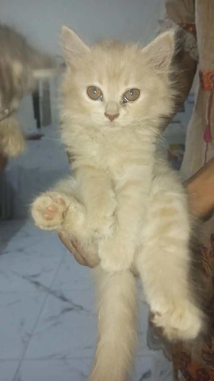 Cute 2 Months Old Kitten for Sale — photo 3