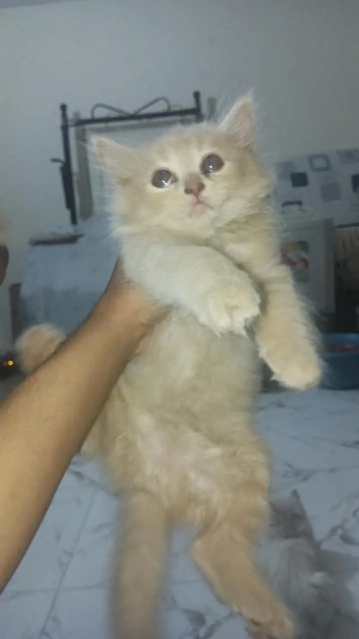 Cute 2 Months Old Kitten for Sale — photo 4