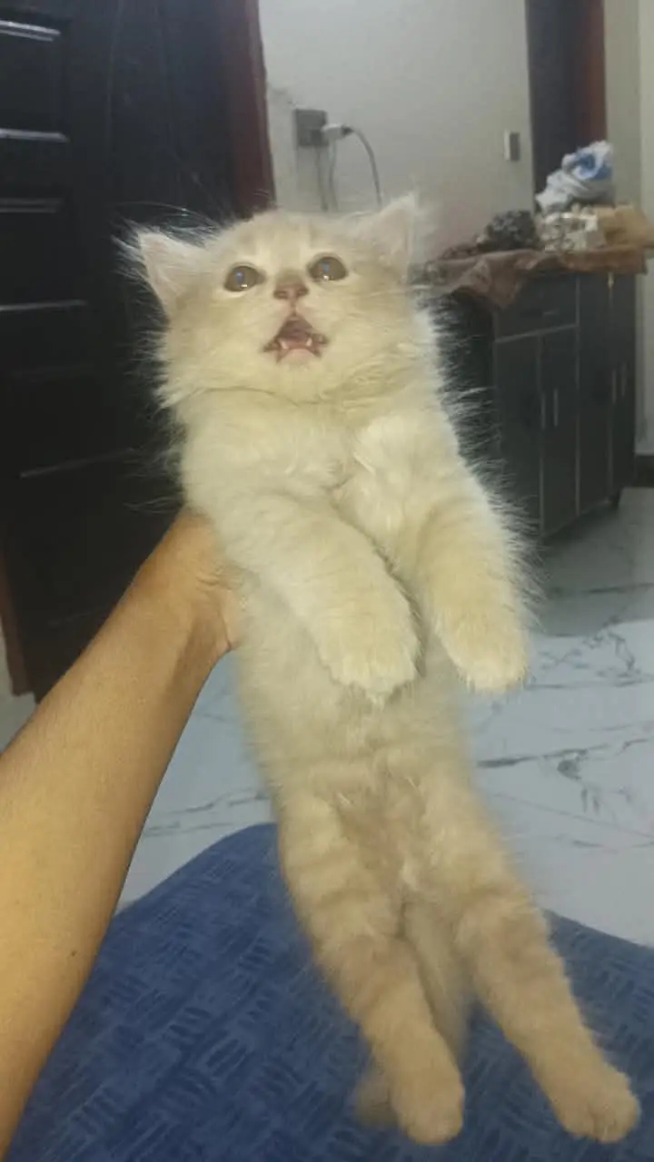 Cute 2 Months Old Kitten for Sale — photo 5