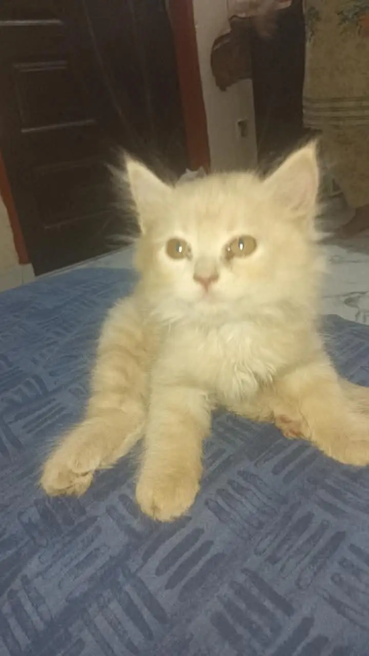 Cute 2 Months Old Kitten for Sale — photo 6