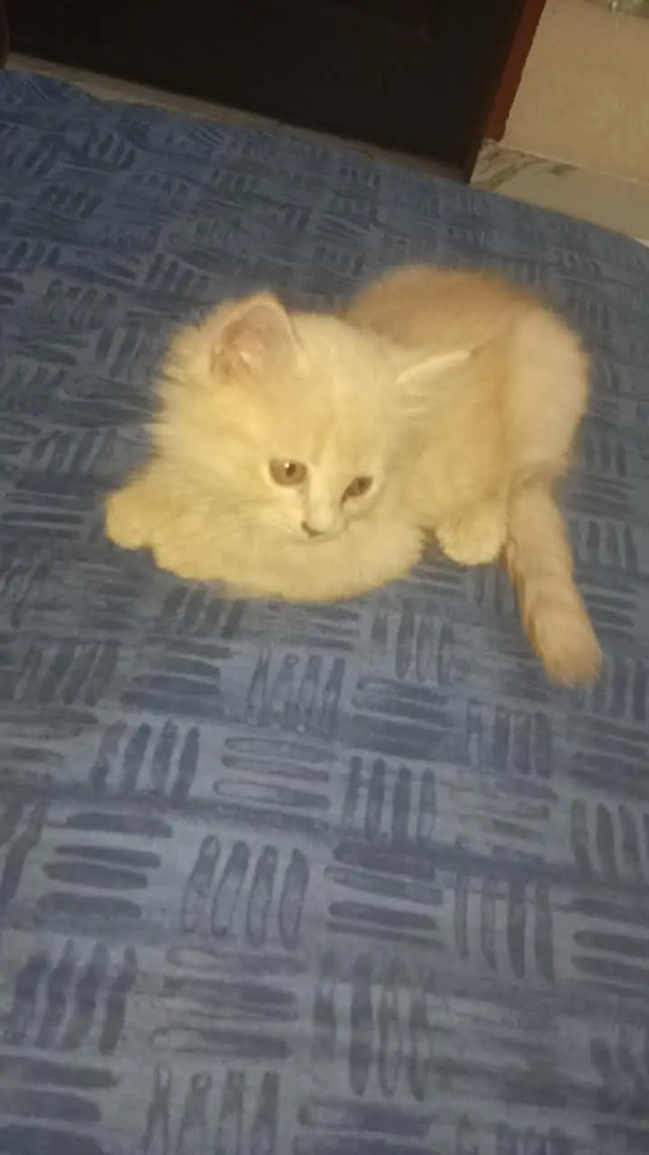Cute 2 Months Old Kitten for Sale — photo 7