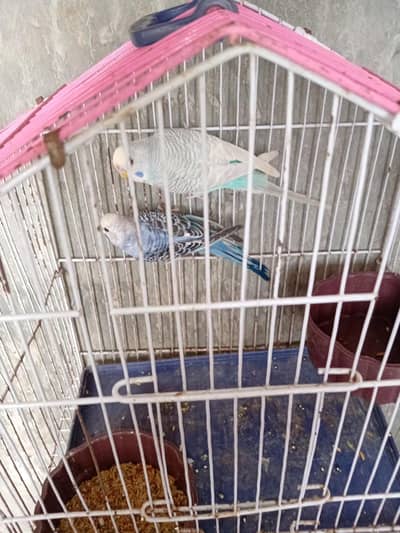 budgies cocktail pinapple conour