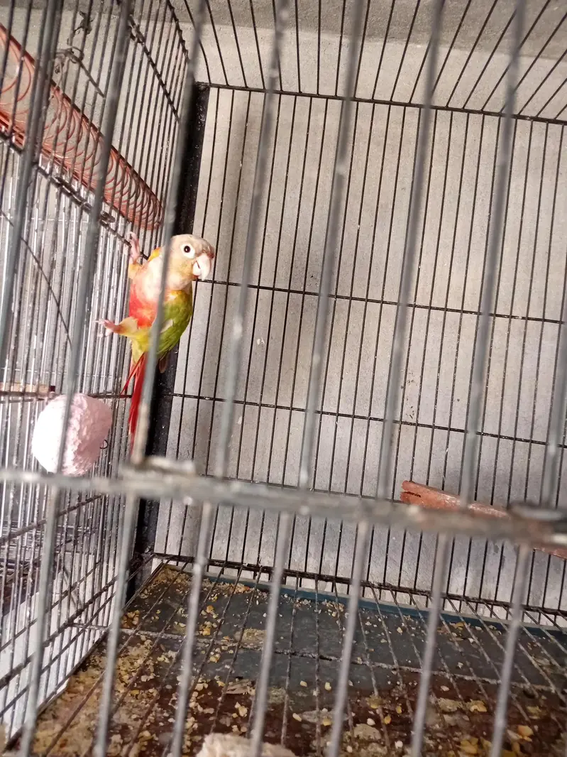 budgies cocktail pinapple conour — photo 3