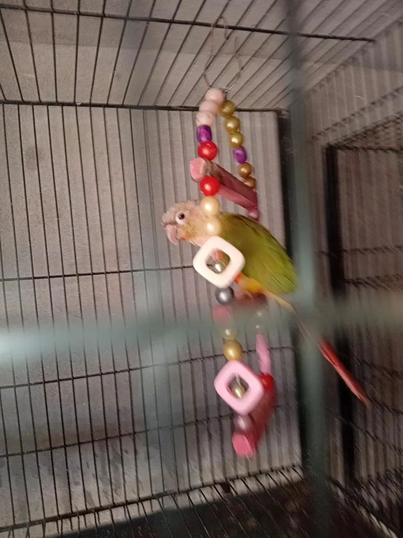 budgies cocktail pinapple conour — photo 4
