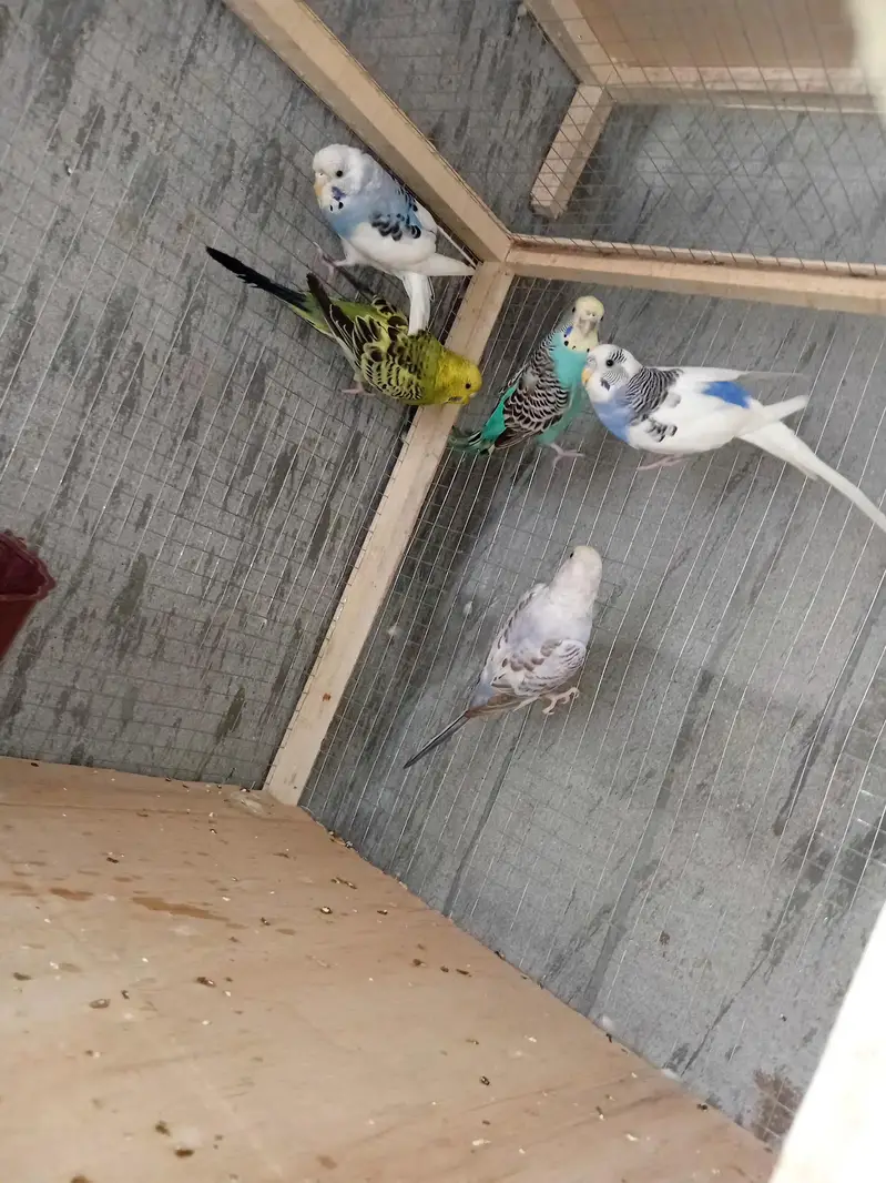 budgies cocktail pinapple conour — photo 5