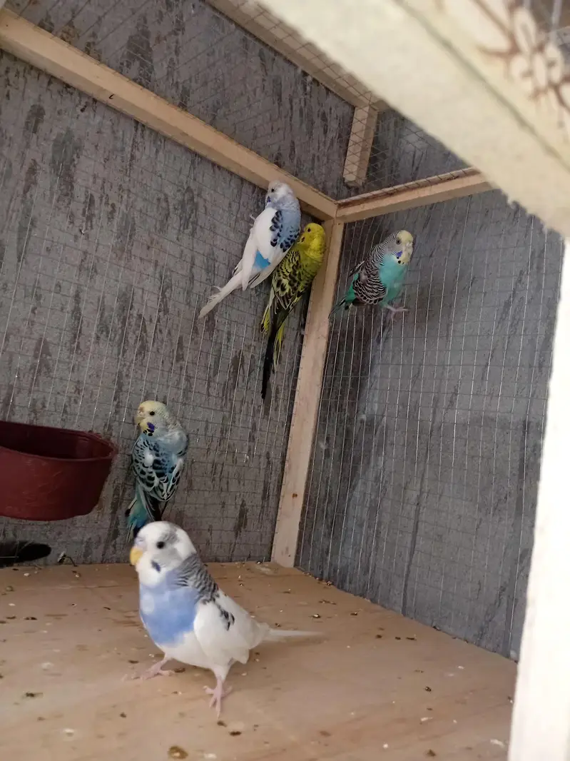 budgies cocktail pinapple conour — photo 6