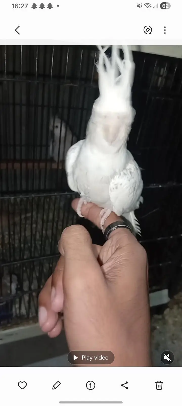budgies cocktail pinapple conour — photo 7