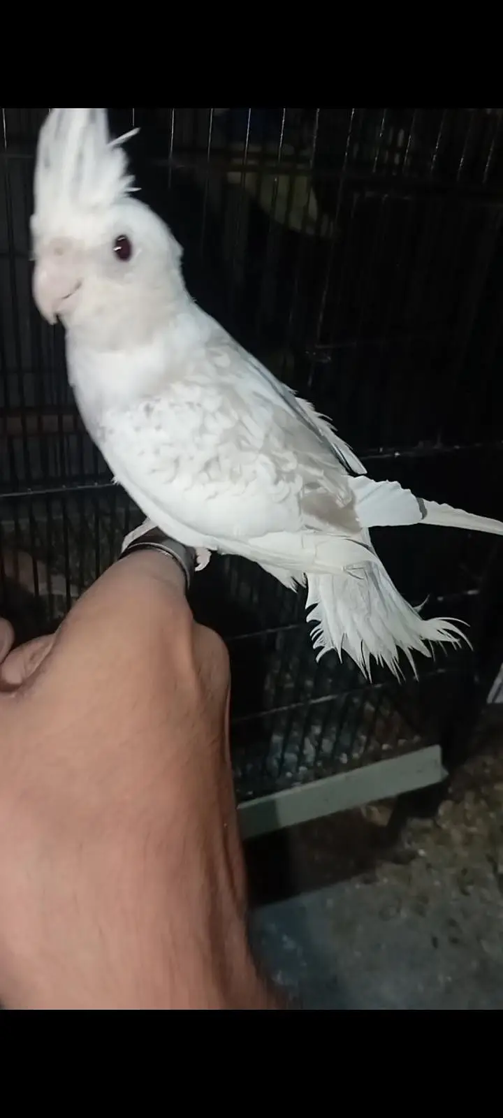 budgies cocktail pinapple conour — photo 8