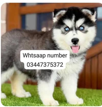 Siberian husky fore sale  contact Whatsapp
