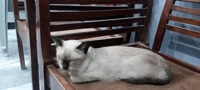 Siamese Cat for Sale - Healthy and Litter Trained