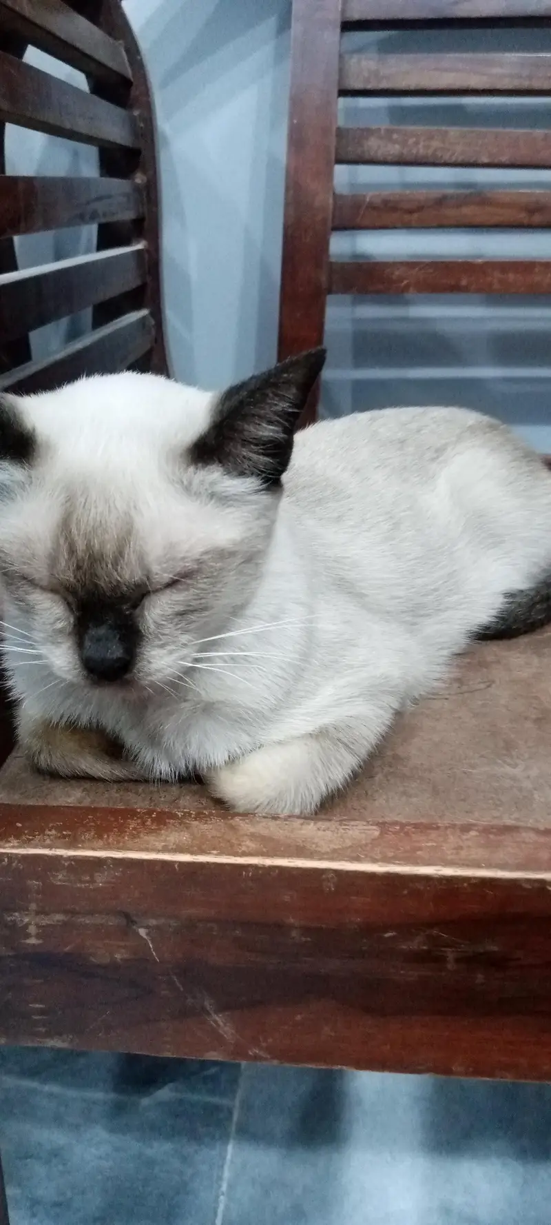 Siamese Cat for Sale - Healthy and Litter Trained — photo 2