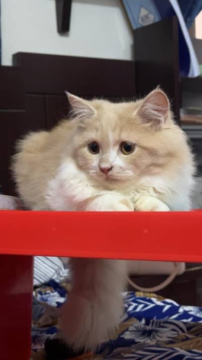 Beautiful 1-Year-Old Persian Cat for Sale