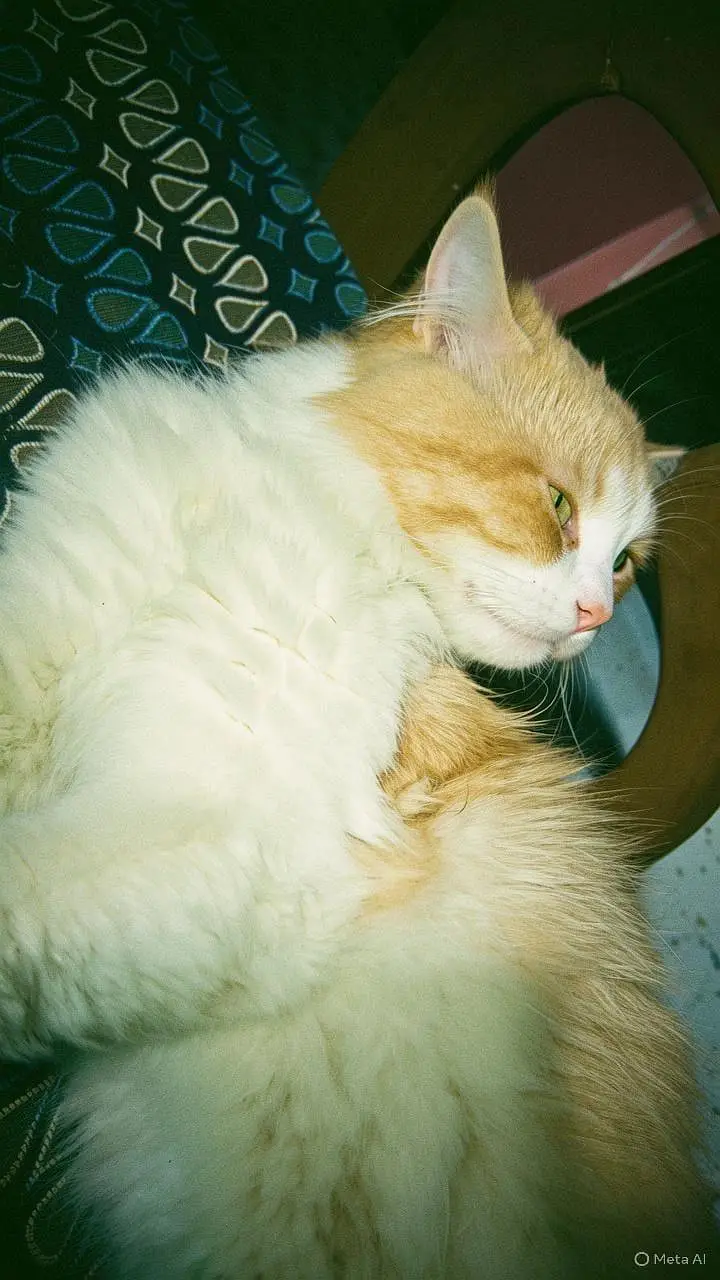 Beautiful 1-Year-Old Persian Cat for Sale — photo 3