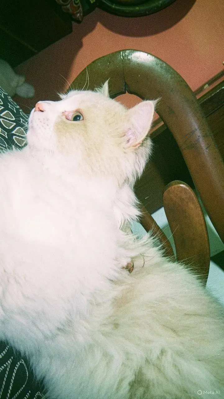 Beautiful 1-Year-Old Persian Cat for Sale — photo 5