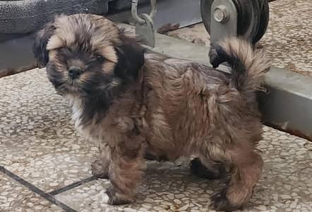 shihtzu puppy active and healthy
