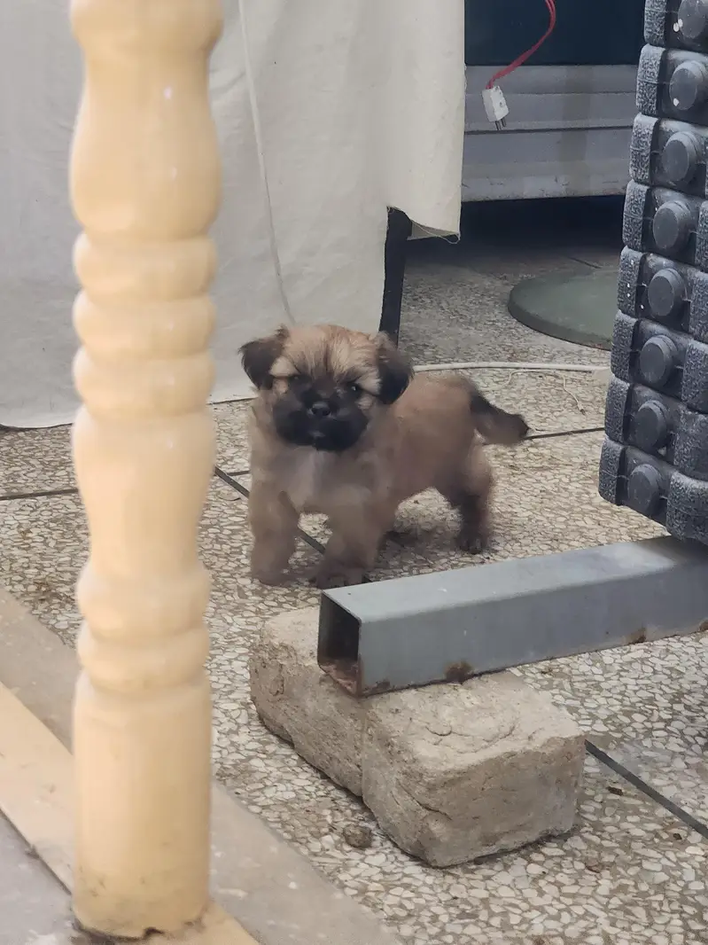 shihtzu puppy active and healthy — photo 2