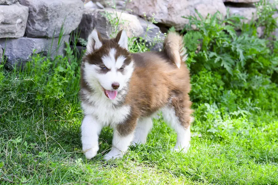 Siberian Husky Puppies For Sale | 2 months | Pedigree Parents