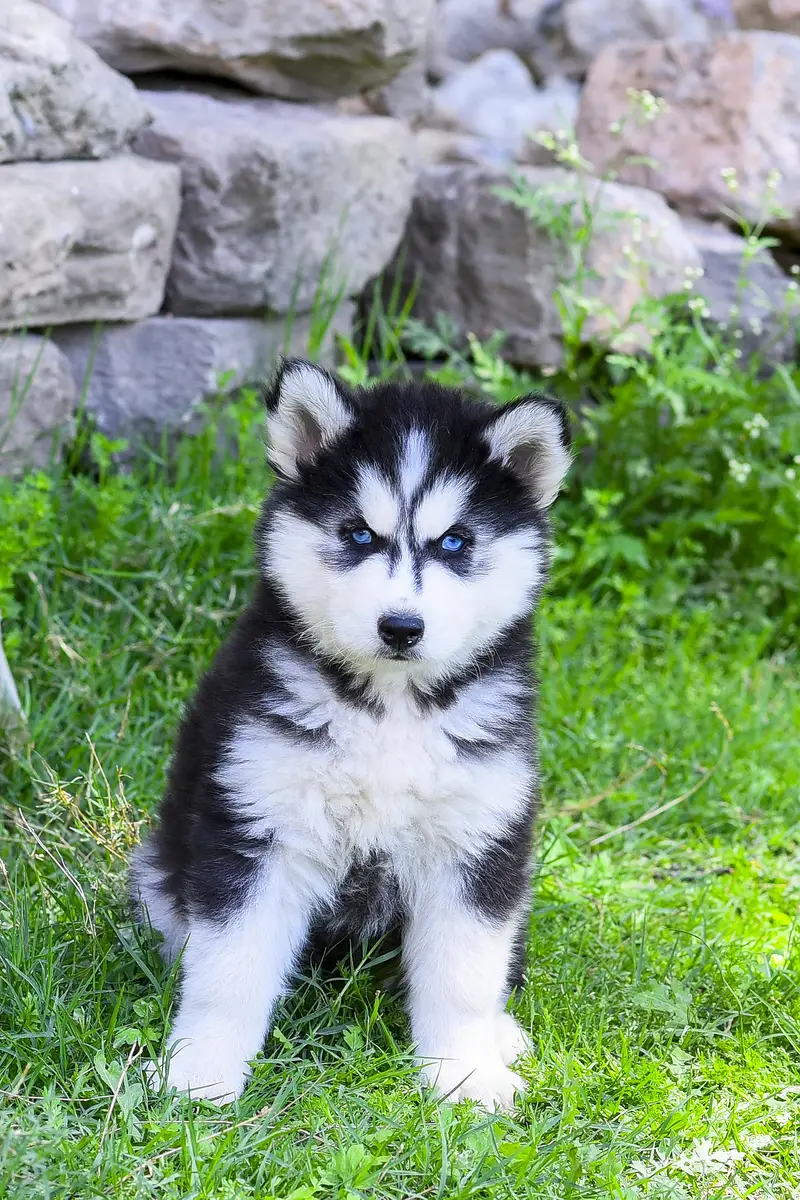 Siberian Husky Puppies For Sale | 2 months | Pedigree Parents — photo 2