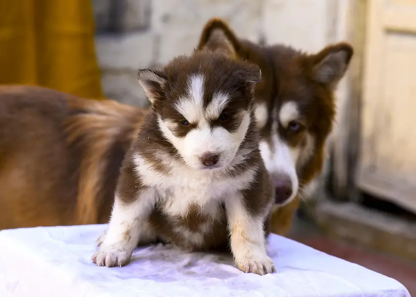 Siberian Husky Puppies For Sale | 2 months | Pedigree Parents — photo 3