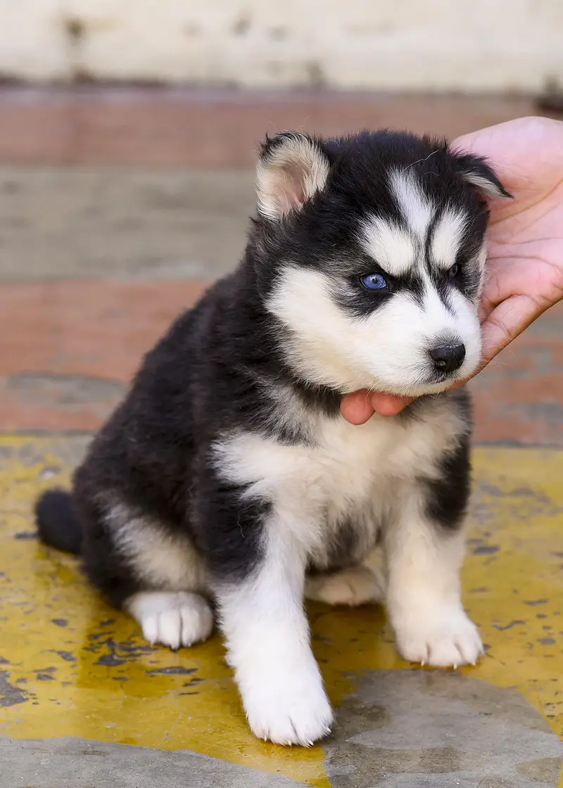 Siberian Husky Puppies For Sale | 2 months | Pedigree Parents — photo 4