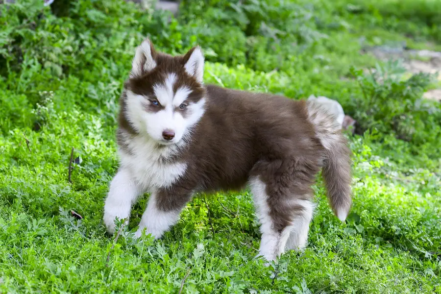 Siberian Husky Puppies For Sale | 2 months | Pedigree Parents — photo 5