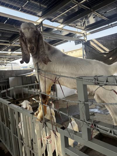 Breeder f1. Boer