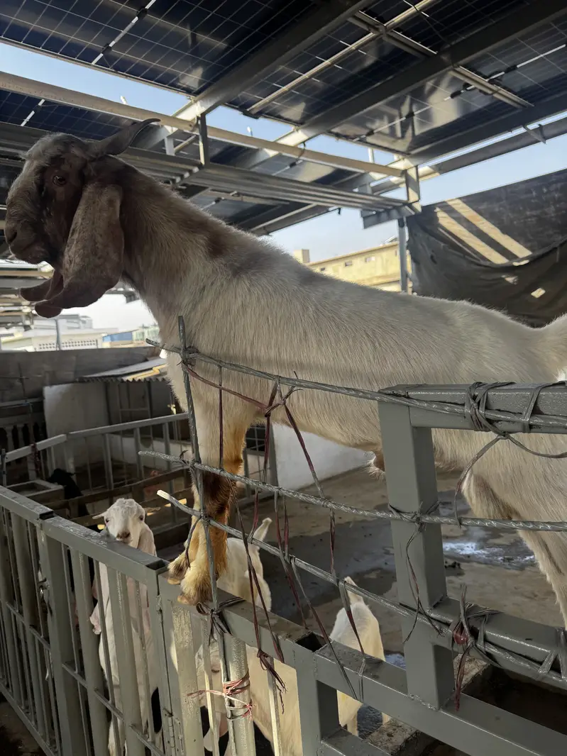 Breeder f1. Boer — photo 3