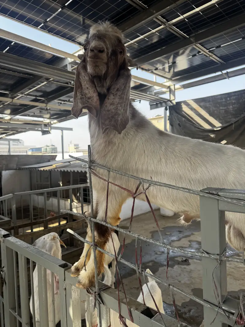 Breeder f1. Boer — photo 4