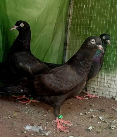 kala taddy top quality birds 1 pic ke price ha