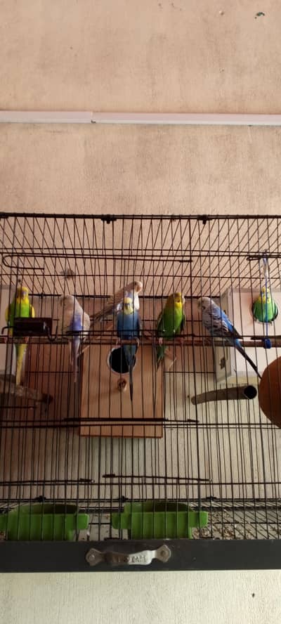Australian parrots