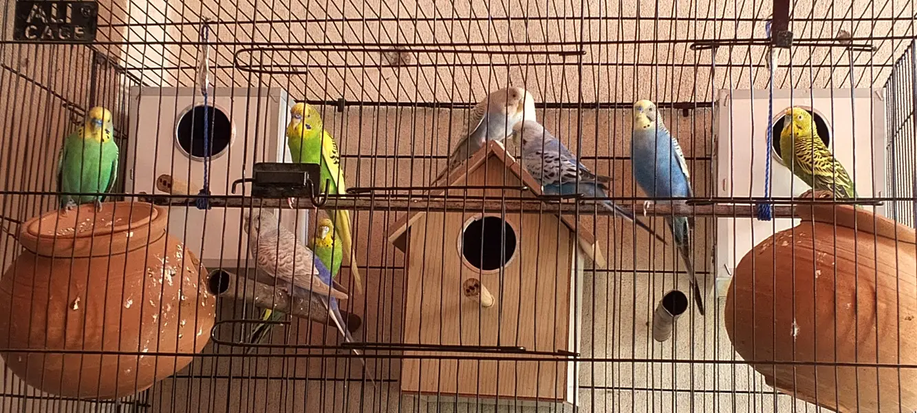 Australian parrots — photo 2