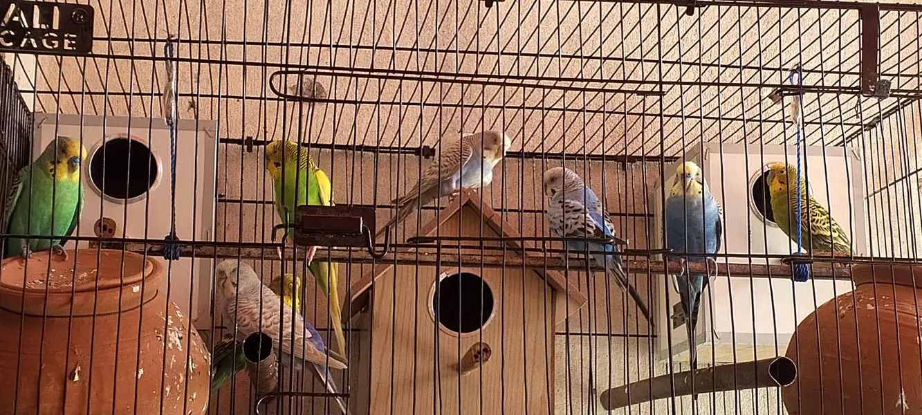 Australian parrots — photo 3