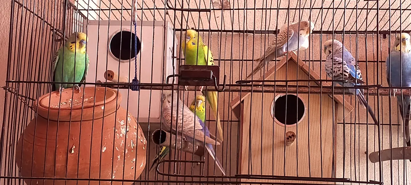 Australian parrots — photo 4
