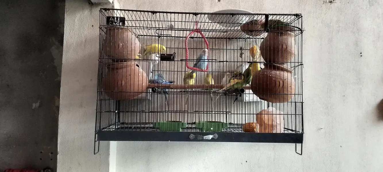 Australian parrots — photo 5