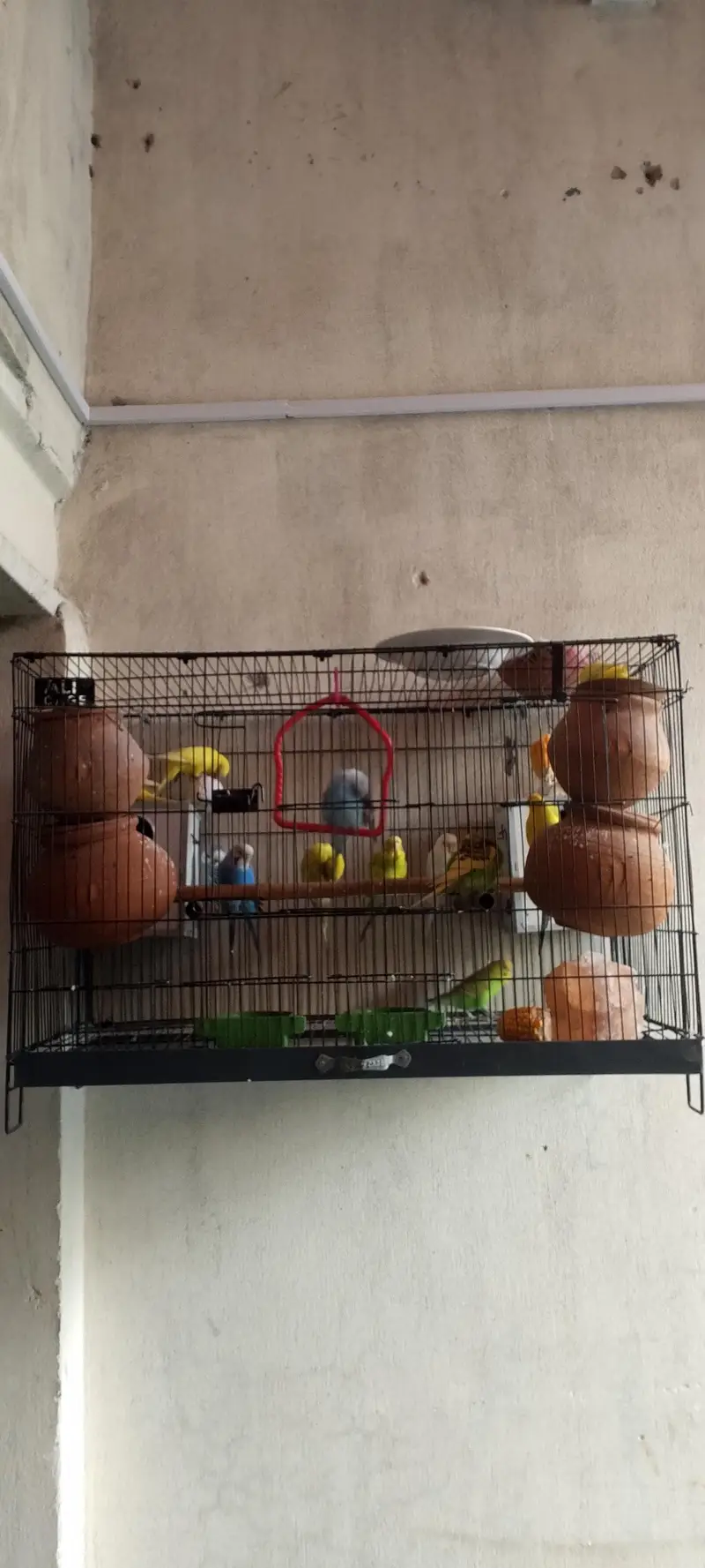 Australian parrots — photo 6