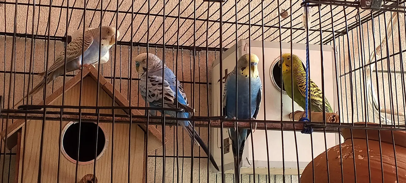 Australian parrots — photo 7