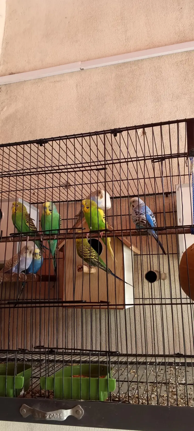 Australian parrots — photo 8