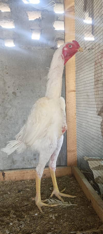 white shamo male and incubator