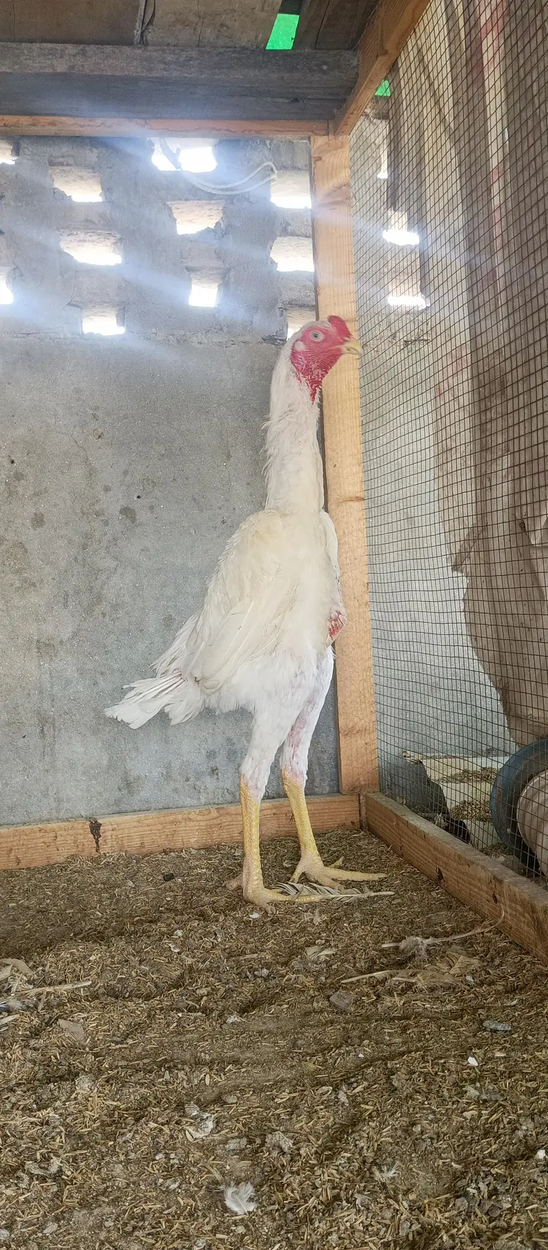 white shamo male and incubator — photo 2