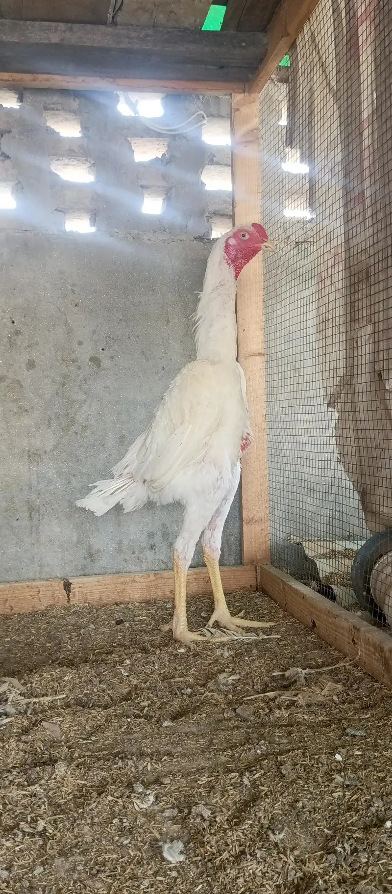 white shamo male and incubator — photo 3