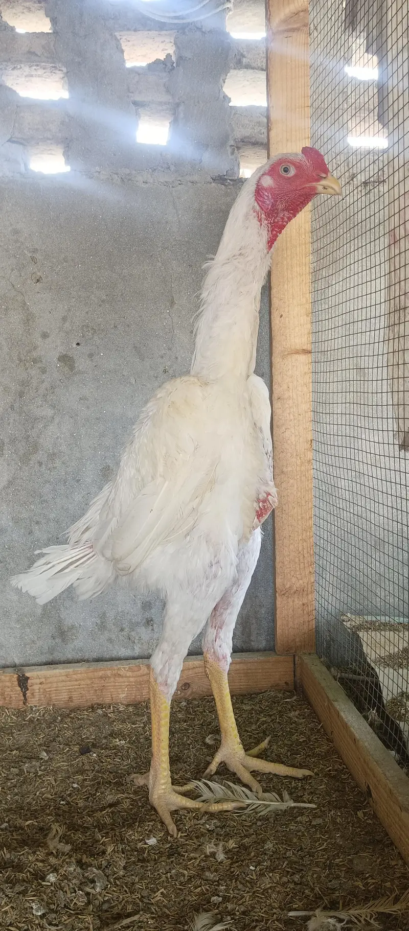 white shamo male and incubator — photo 4